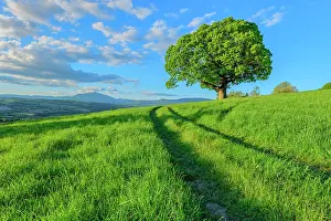 Castanea: Centenary chestnut tree in the countryside, in the