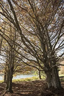 Decidous: Centenary European beech or common beech (Fagus