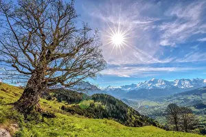 Sapindales: Centenary maple facing the Mont Blanc massif, Mayeres