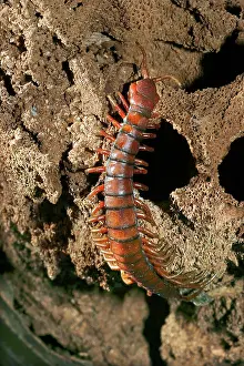 Centipedes: Centipede