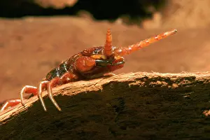Centipedes: Centipede