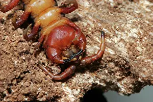 Centipedes: Centipede