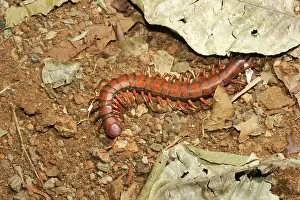 Centipedes: Centipede