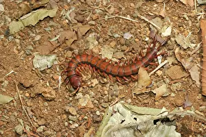 Centipedes: Centipede