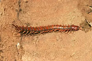 Centipedes: Centipede