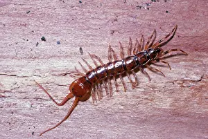Centipedes: CENTIPEDE