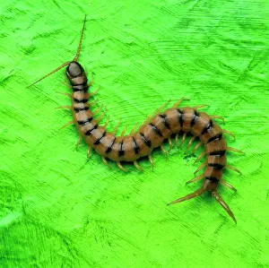 Centipedes: Centipede