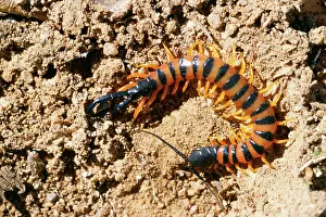 Centipedes: Centipede