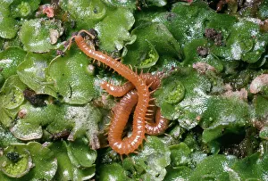 Centipedes: Centipede
