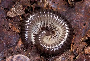 Centipede: Centipede