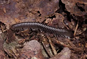 Centipede: Centipede
