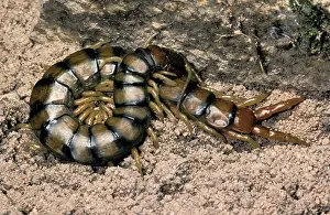 Centipede: Centipede