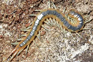 Centipede: Centipede