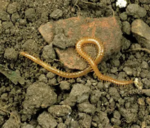 Centipede: Centipede