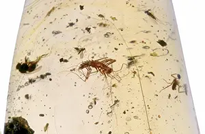 Paleozoology: Centipede in Amber