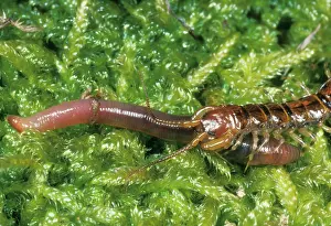 Earthworms: CENTIPEDE - attacking an earthworm