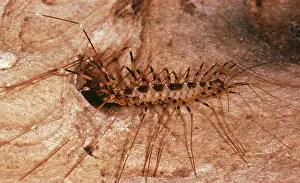 Centipedes: Centipede - in cave