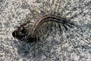 Centipede - eating a cockroach
