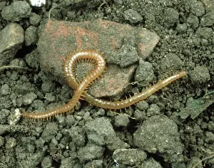 Centipede: Centipede (Geophilus spp.)