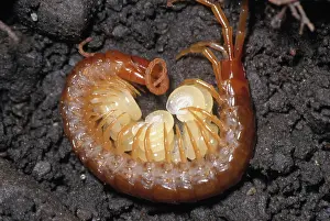 Tending: Centipede Guarding Young