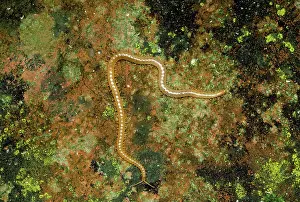 Centipedes: Centipede - luminous