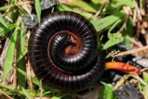 Defensive: Centipede (Myriapoda), rolled up, South Africa
