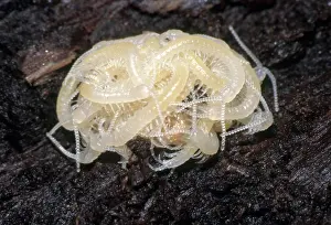 Nymphs: Centipede Nymphs
