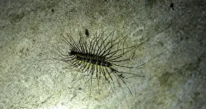 Renato Granieri: Centipede on rock