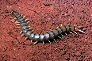 Centipede: Centipede - South Europe