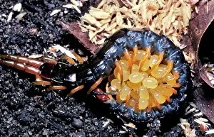 Centipedes: A centipede - species not identified - protecting its eggs