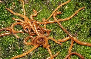 Ailsa Hopkin: CENTIPEDE - writhing mass