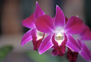 Bradley: Central America, Costa Rica, Purple Orchid