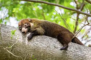 Nosed: Central America, Costa Rica, White-trunked coati