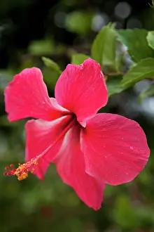 Roatan: Central America, Honduras, Bay Islands