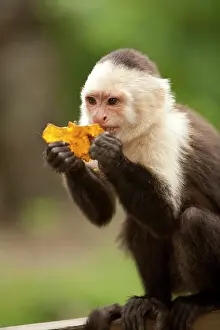 Geoffroyi: Central America, Honduras, Bay Islands