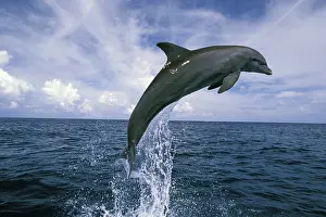 Truncatus: Central America, Honduras. Bottlenose Dolphin
