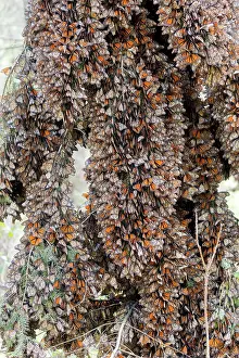 Monarca: Central America, Mexico, State of Michoacan, Angangueo