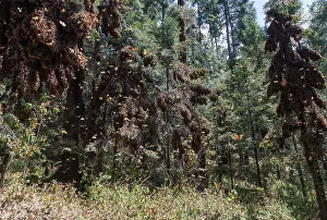 Monarca: Central America, Mexico, State of Michoacan, Angangueo