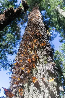 Monarca: Central America, Mexico, State of Michoacan, Angangueo