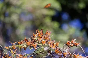 Monarca: Central America, Mexico, State of Michoacan, Angangueo