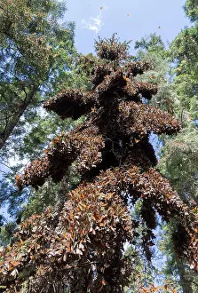 Monarca: Central America, Mexico, State of Michoacan, Angangueo