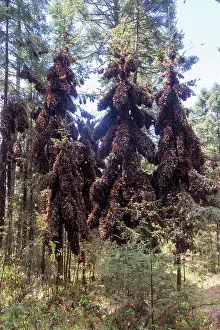 Monarca: Central America, Mexico, State of Michoacan, Angangueo