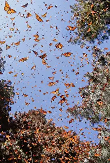 Monarca: Central America, Mexico, State of Michoacan, Angangueo