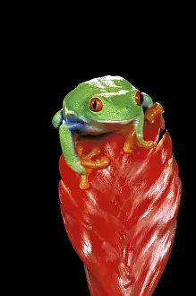 Scan: Central America. Red eyed tree frog