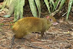Agoutis: Central American Agouti