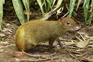 Agouti: Central American Agouti