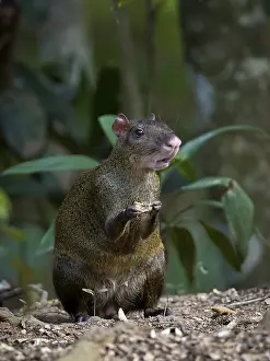Punctata: Central American Agouti (Dasyprocta punctata), Gamboa