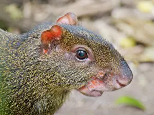 Headshot: Central American Agouti Dasyprocta punctata Ecua