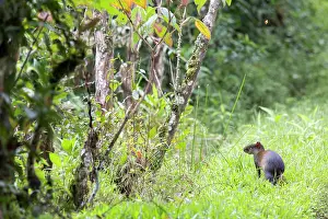 Punctata: Central American Agouti (Dasyprocta punctata) Mindo
