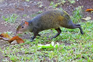 Punctata: Central American Agouti Dasyprocta punctata Tarcoles, Costa